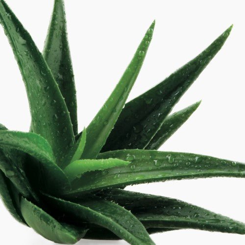 Beneficii aloe vera - cele mai importante lucruri pe care trebuie sa le stii despre aceasta planta vindecatoare - WowSkin Romania