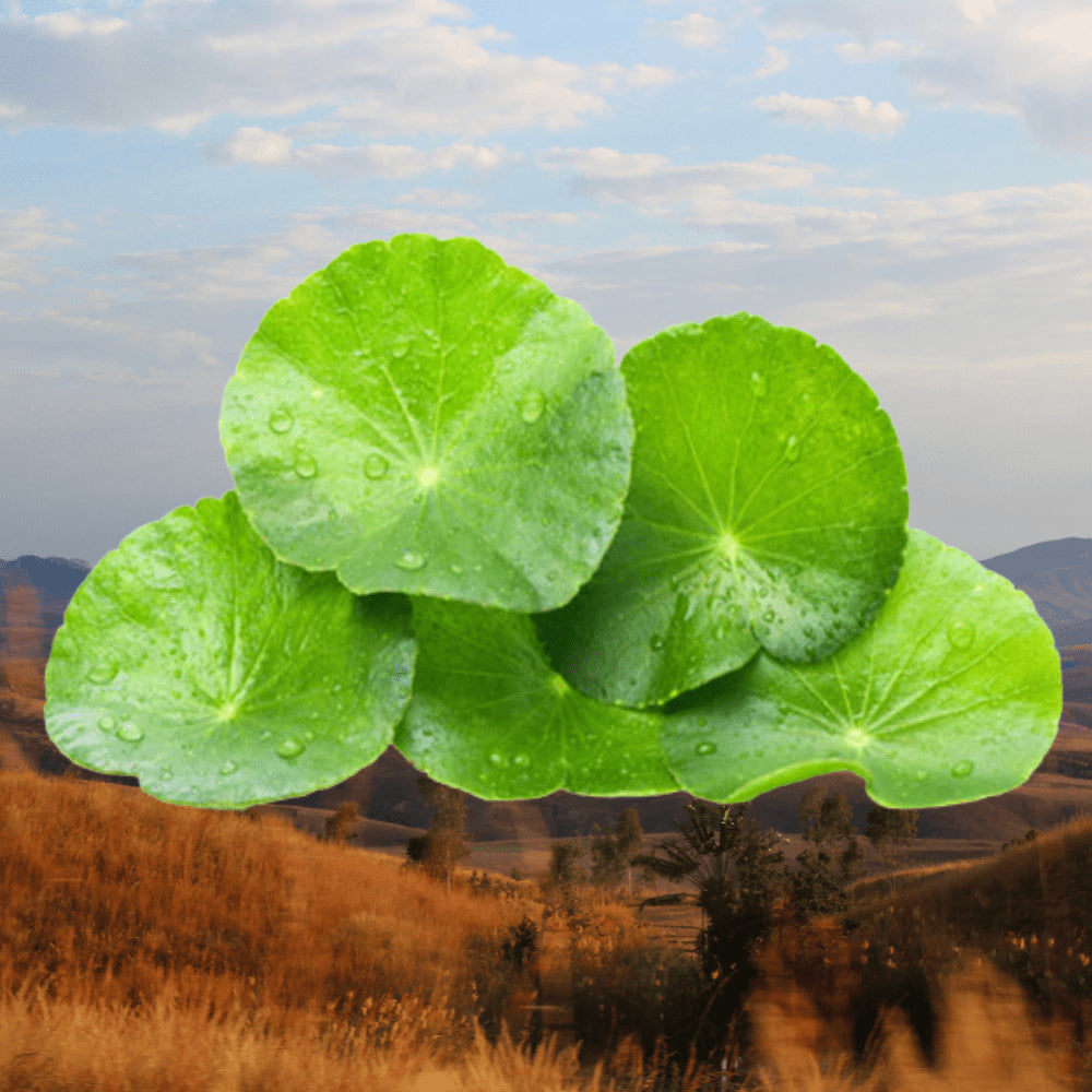 Centella Asiatica din Madagascar - Un ingredient necesar tenului tau