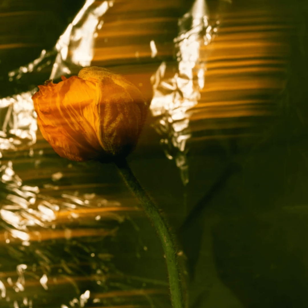 Cremă hrănitoare cu extract de fructe - WowSkin Romania